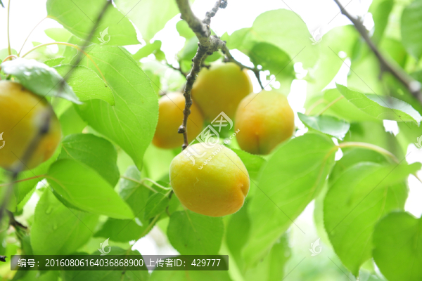 杏,杏園,果園