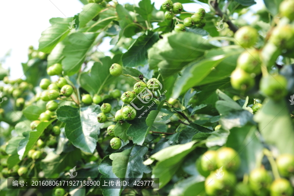 青山楂,山楂樹(shù)