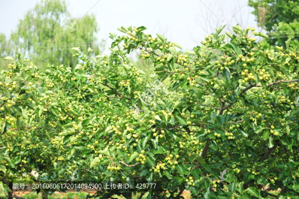 山楂園,果園,果樹