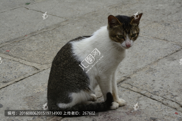 花貓