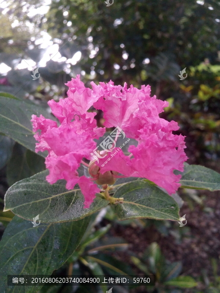 一朵紅花