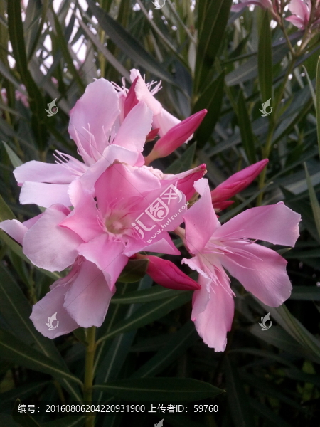 艷麗的花兒