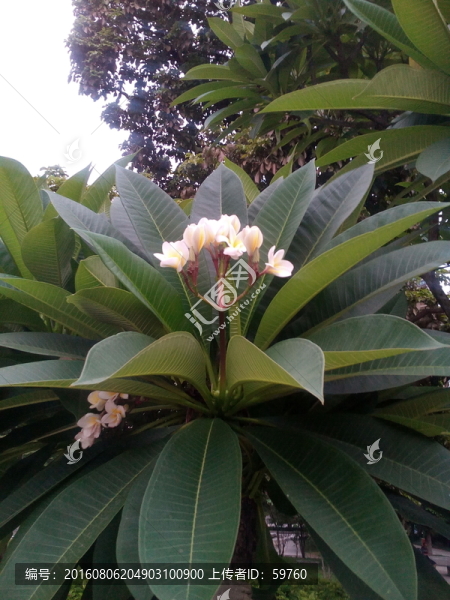 花香沁人