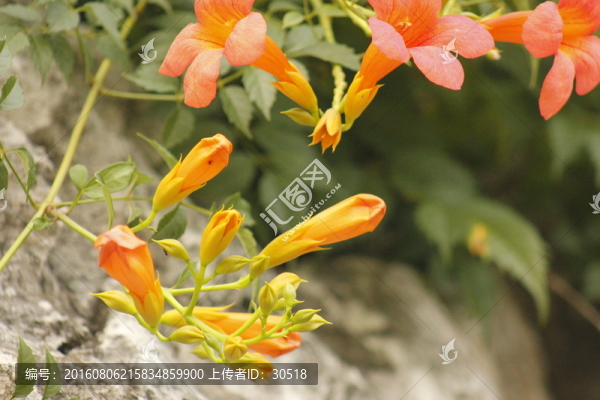 巖石上的花