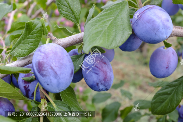 西梅