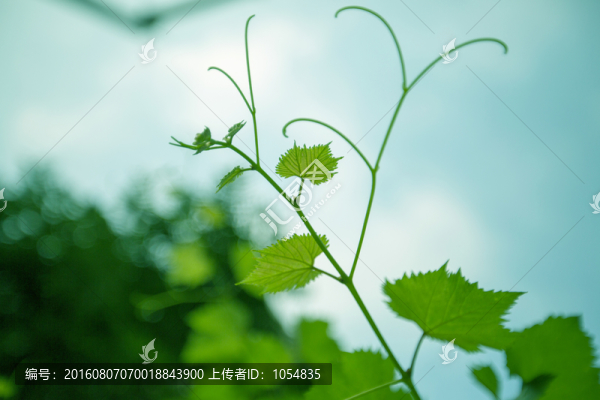 絲瓜藤,圖片
