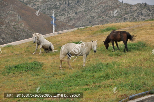 三匹馬