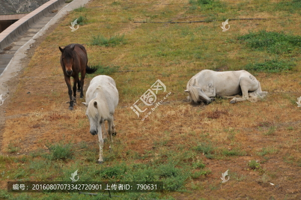 躺在地上撒歡的馬