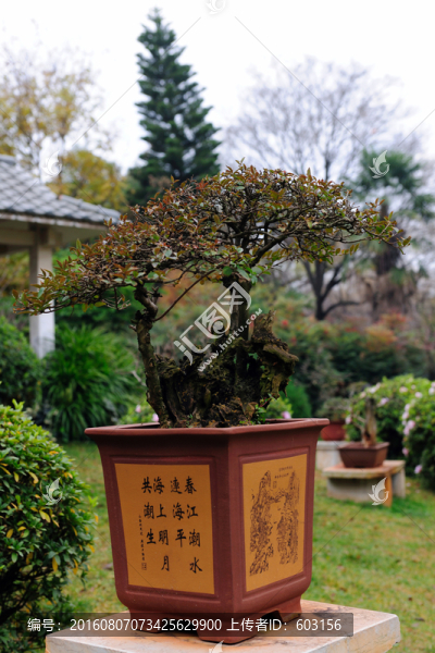 盆景