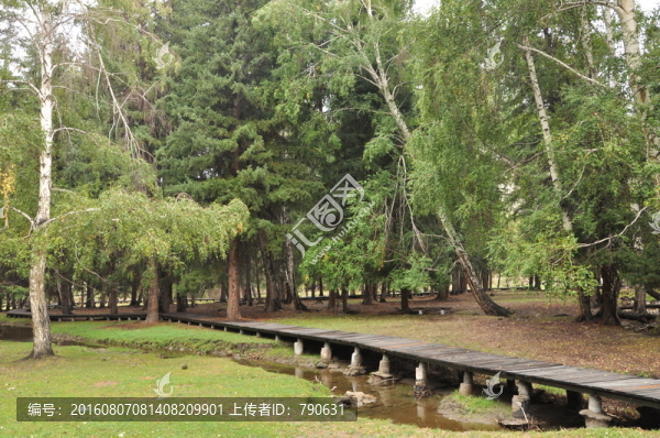 木棧道,樹(shù)林