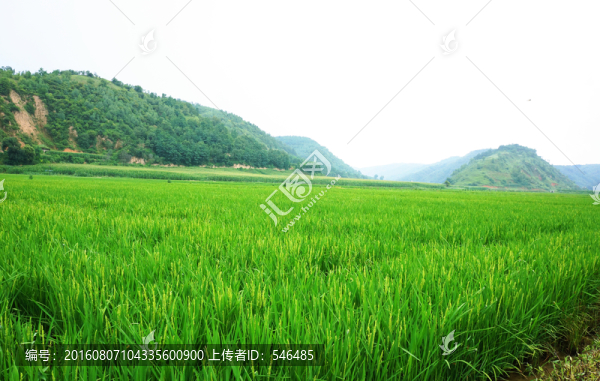 南泥灣稻田