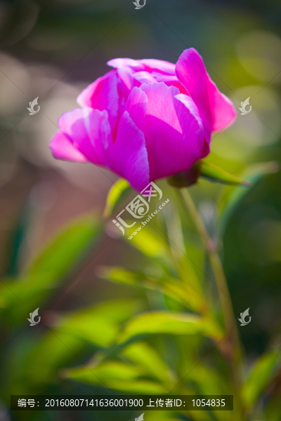 芍藥