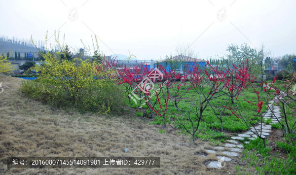 公園風景,,園區(qū)綠化
