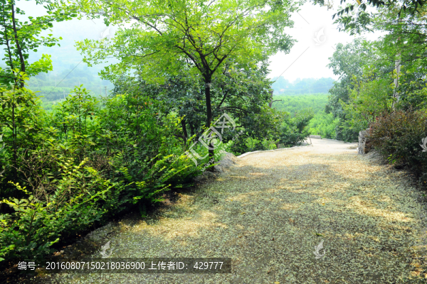 樹林,,槐花