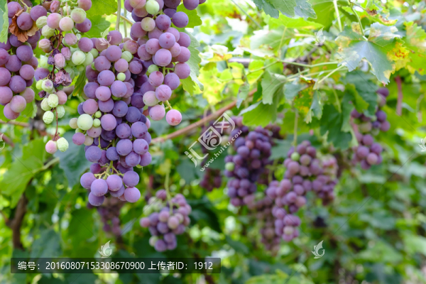 葡萄園