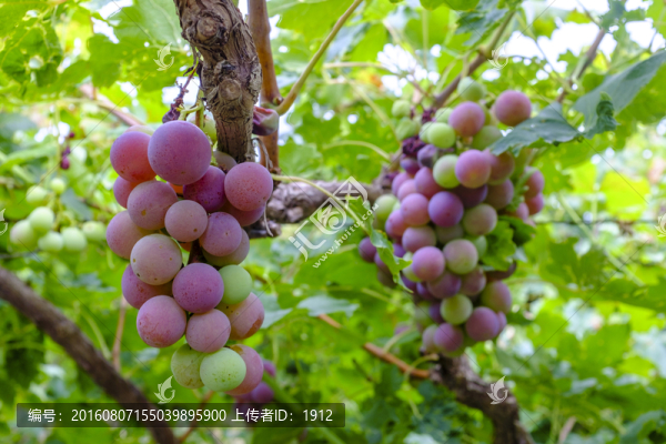葡萄園