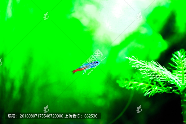 燈魚