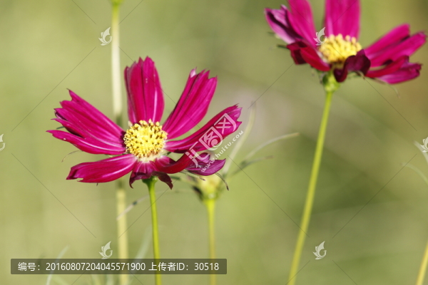 綻放的太陽花