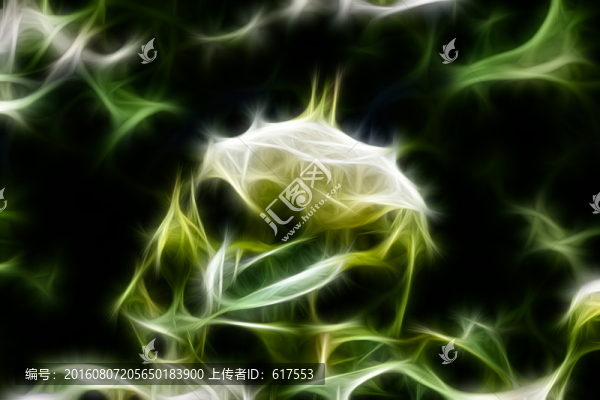 白色月季花叢