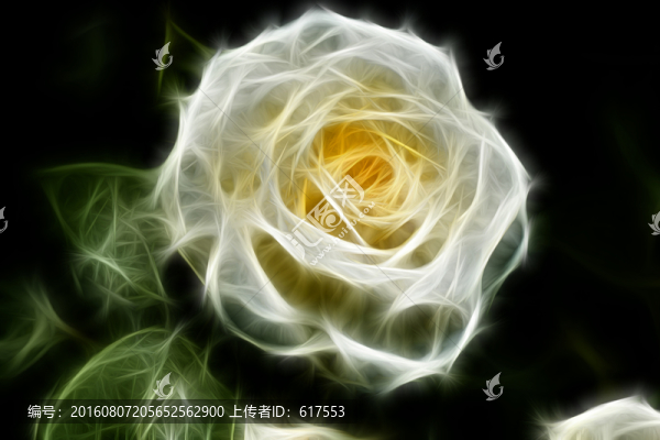 白色月季花叢