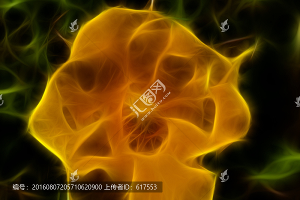 黃色月季花