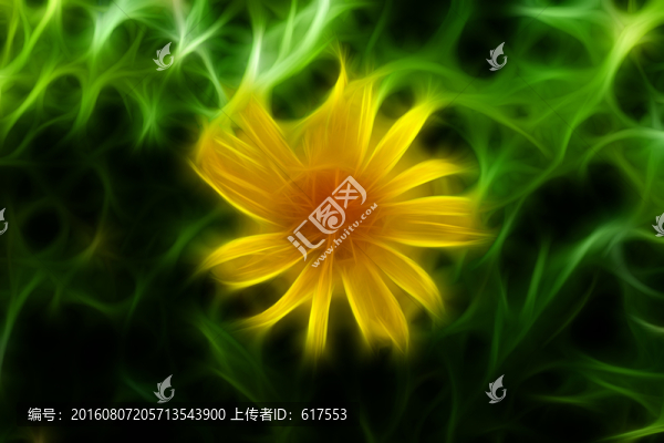 菊花叢