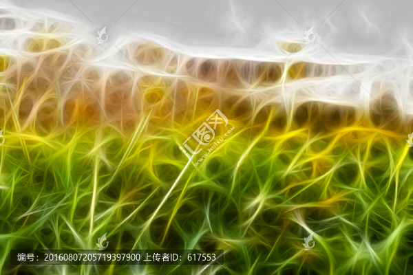菊花叢