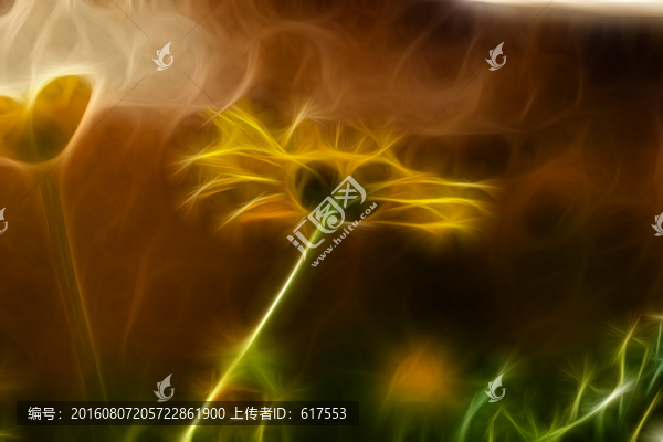 菊花叢