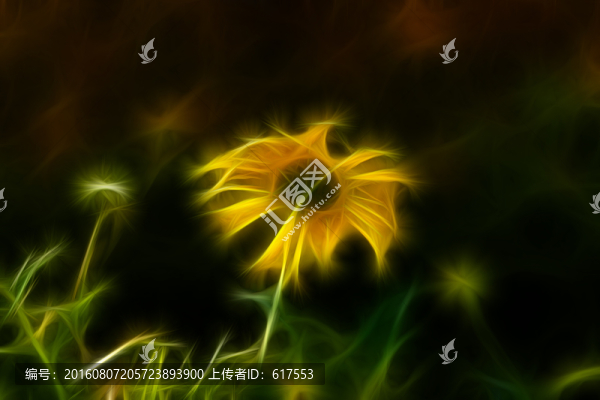 菊花叢