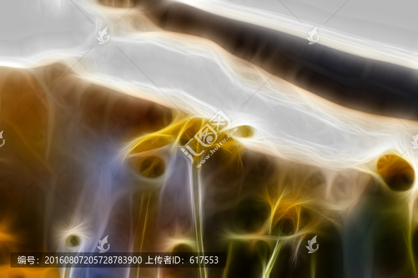 菊花叢