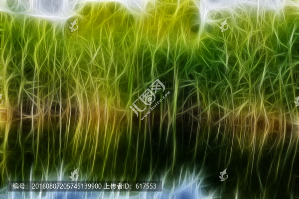 蘆葦叢
