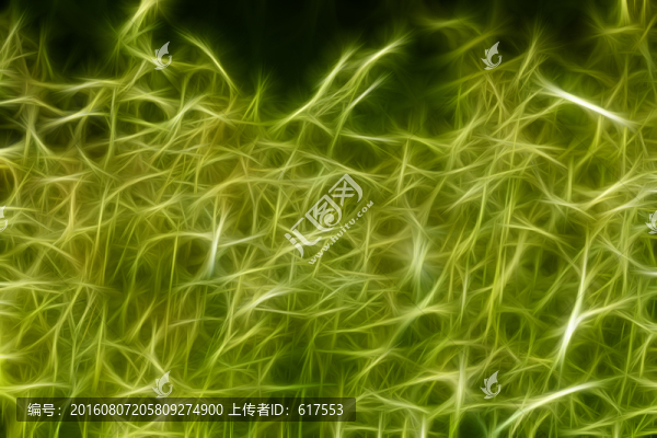 夢幻草叢