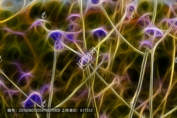 夢(mèng)幻薰衣草