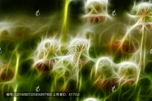 三葉草花叢