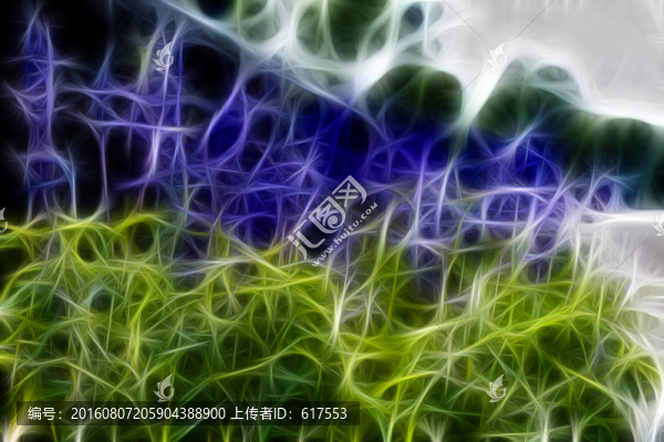薰衣草花叢