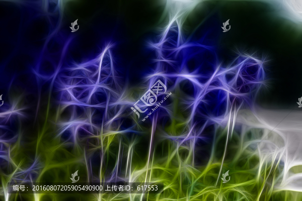 薰衣草花叢