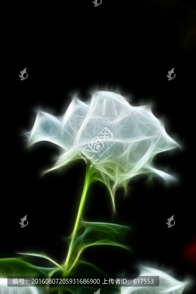 月季花
