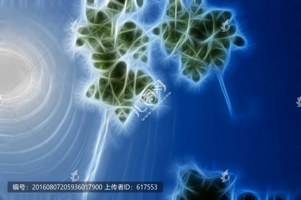 月季枝