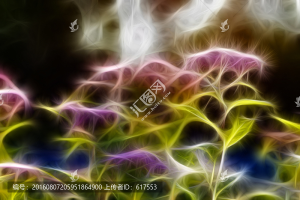 紫荊花開