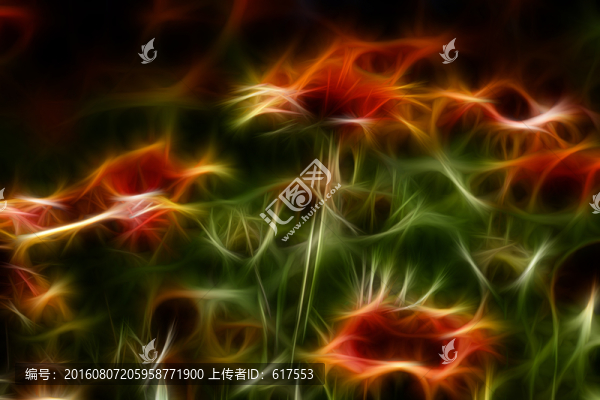 鄒菊花叢