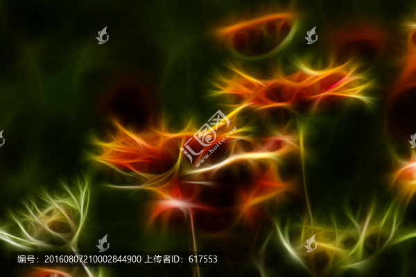 鄒菊花叢