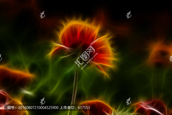 鄒菊花叢