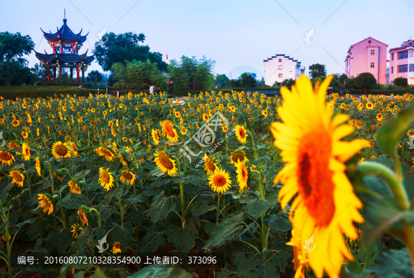 印象象田葵園