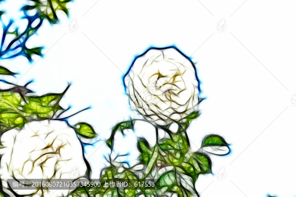 白色月季花叢