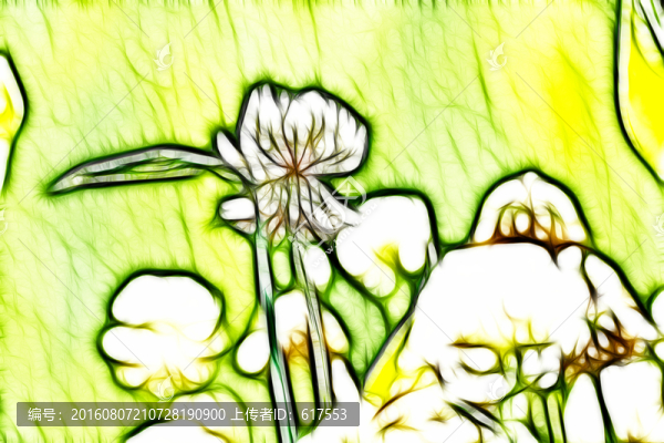 三葉草花叢