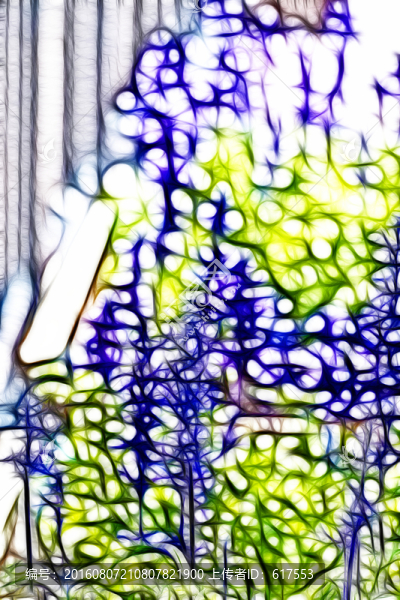 薰衣草花叢