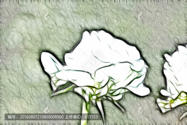 月季花