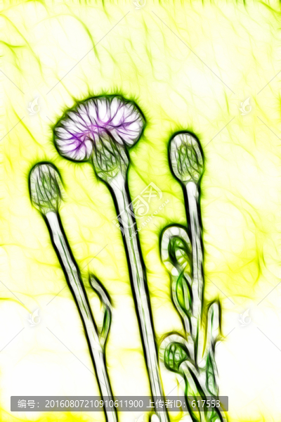 紫花藿香薊