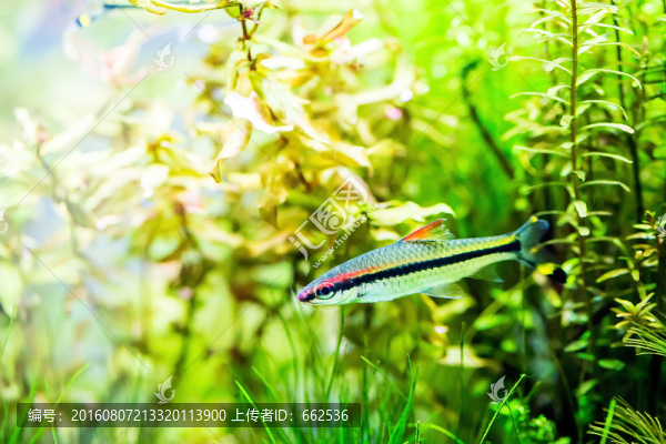 熱帶魚