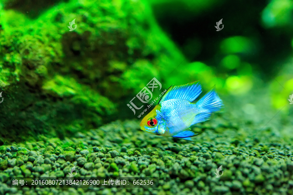 觀賞魚